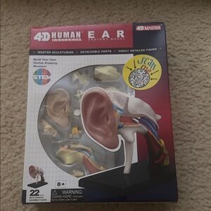 4D Human Ear Anatomy Model